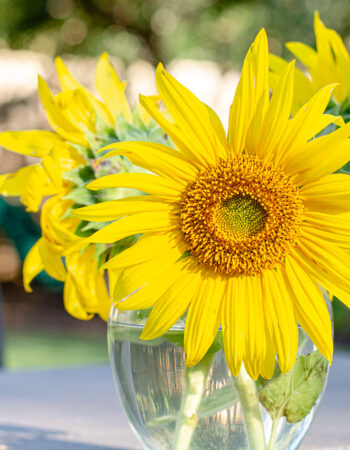 Sunflowers in a Vase