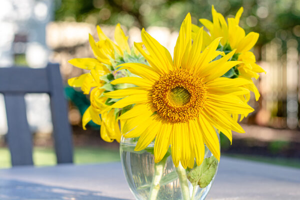 Sunflowers in a Vase