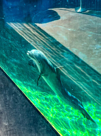 Dolphins Mississippi Aquarium