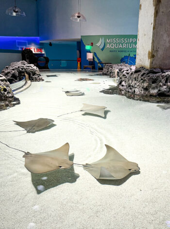 Mississippi Aquarium touch pool