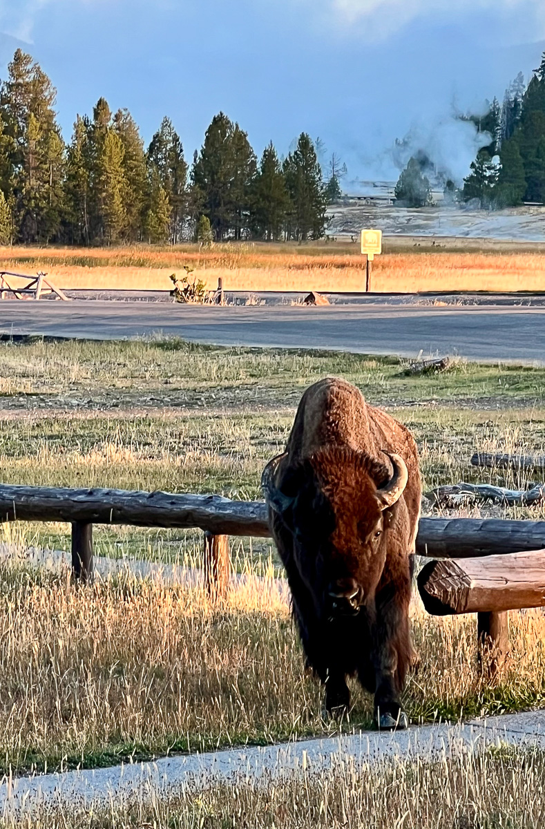 Bison at Old Faithful Inn - Yellowstone National Park