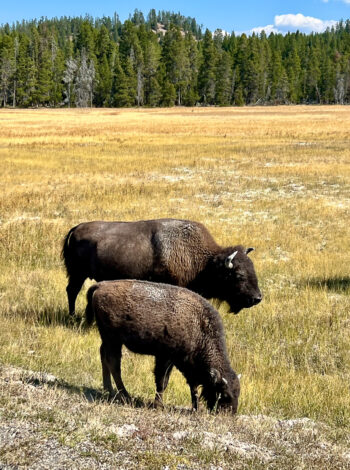 American Bison Yellowstone