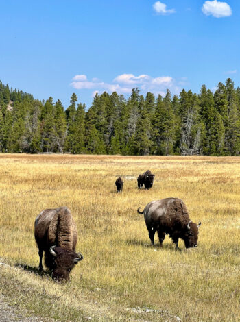 One Day Itinerary Yellowstone