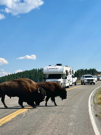 Bison Traffic Jam Yellowstone