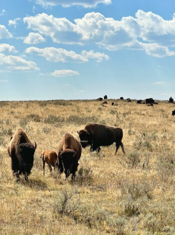 American bison Yellowstone National Park