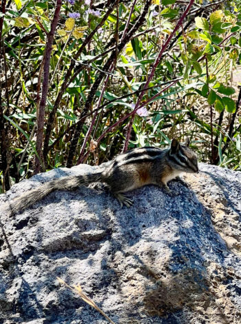 Chipmunk at Yellowstone National Park